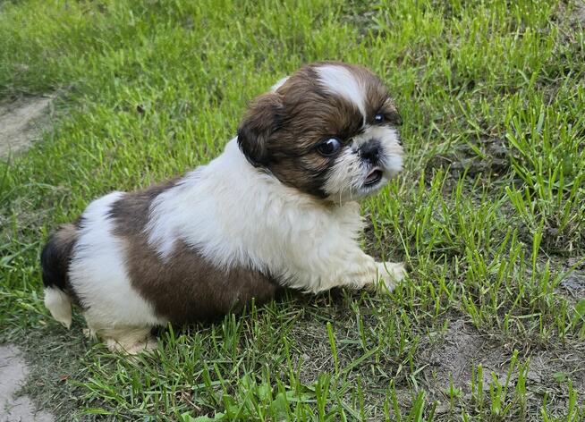 Piesek Shih tzu, tri color, pìękny