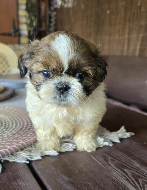 Piesek Shih tzu, tri color, pìękny