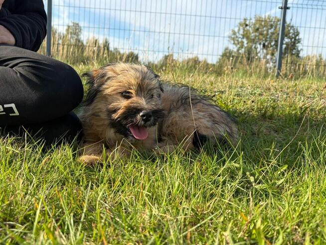 Śliczna pogodna dziewczynka poleca się do adopcji