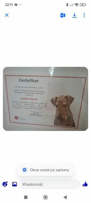️ Kurs online dla właścicieli Shih Tzu – pielęgnacja i st