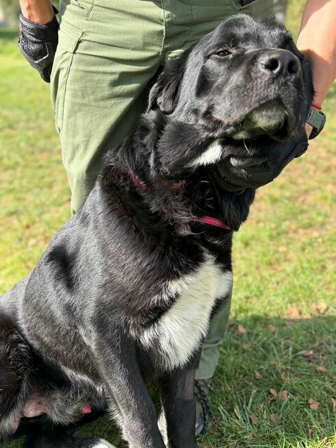 Pilne!!Barnaba duzy piescioch czeka na adopcję Bełchatów