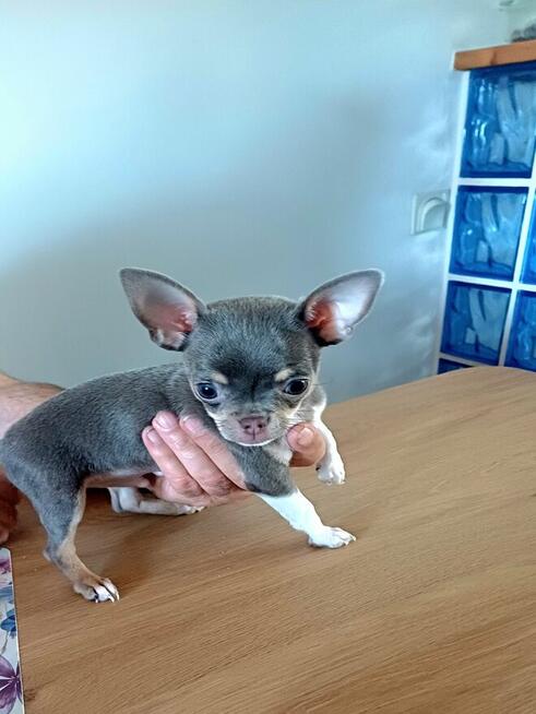 Śliczny Liliowy Chihuahua Rezerwacja