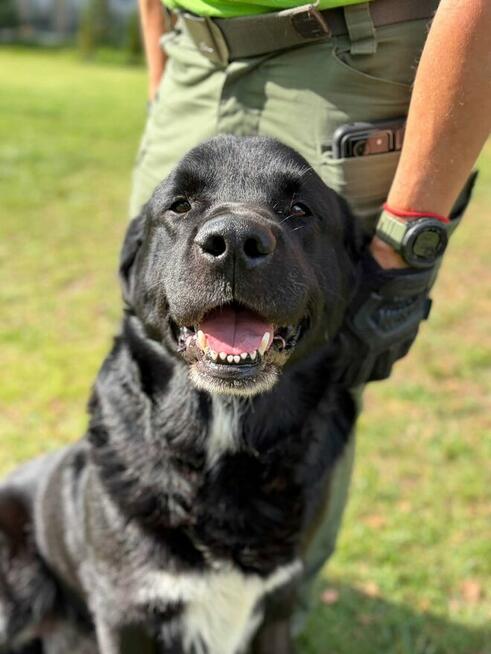 Pilne!!Barnaba duzy piescioch czeka na adopcję Bełchatów