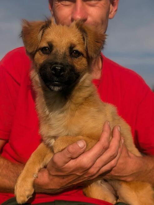 Kochana proludzka dziewczynka poleca się do adopcji