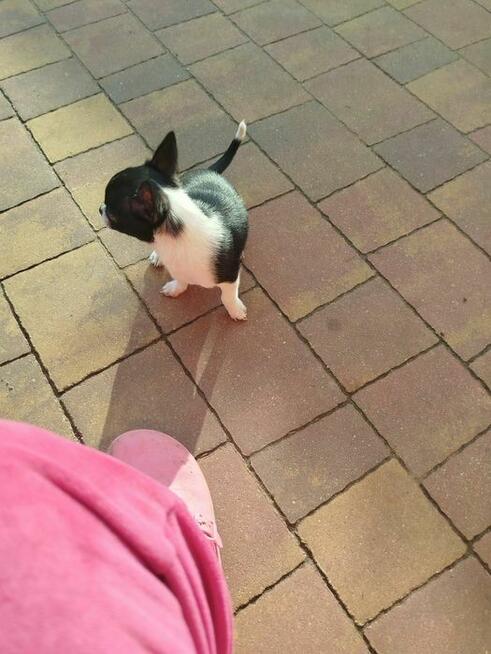 Śliczna suczka Chihuahua szuka kochającego domu!