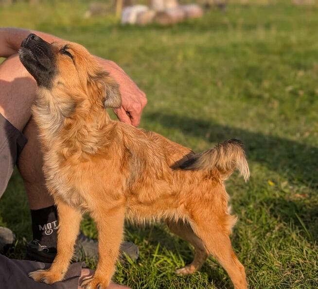 Kochana proludzka dziewczynka poleca się do adopcji