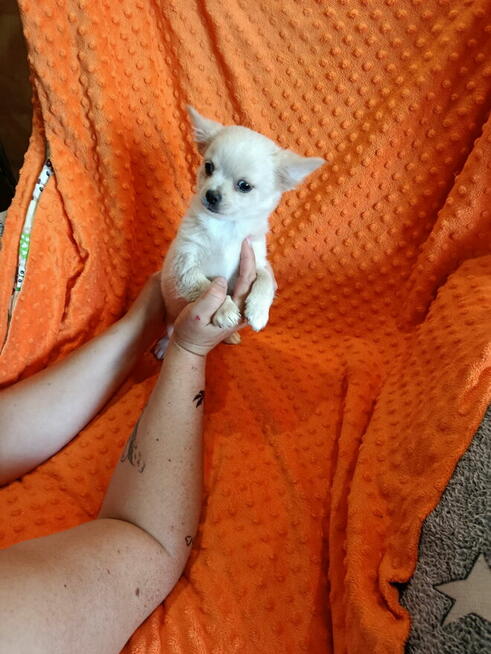 Urocze szczenięta rasy Chihuahua