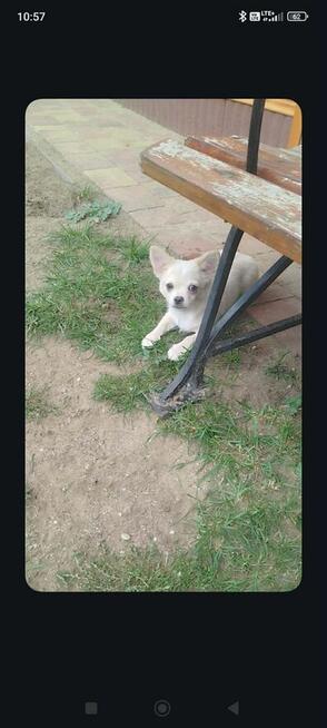 Urocze szczenięta rasy Chihuahua