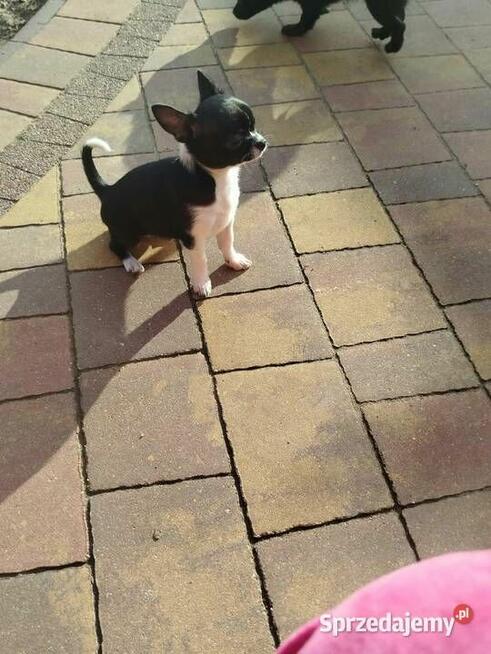Śliczna suczka Chihuahua szuka kochającego domu!