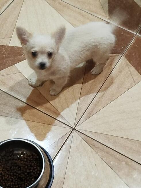 Urocze szczenięta rasy Chihuahua