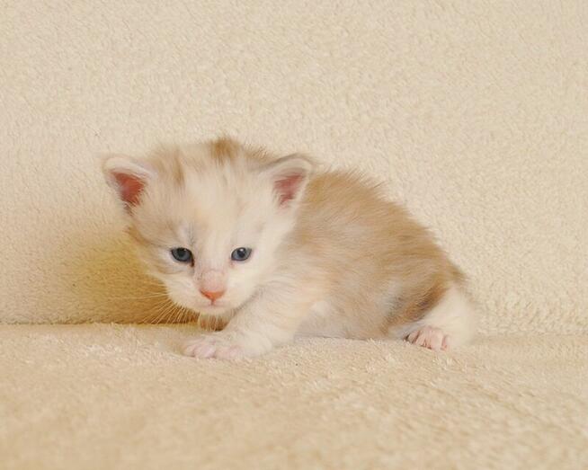 Śliczna koteczka Maine Coon - LEGALNA HODOWLA PZF/WCF