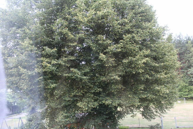 LIPA SUSZONA