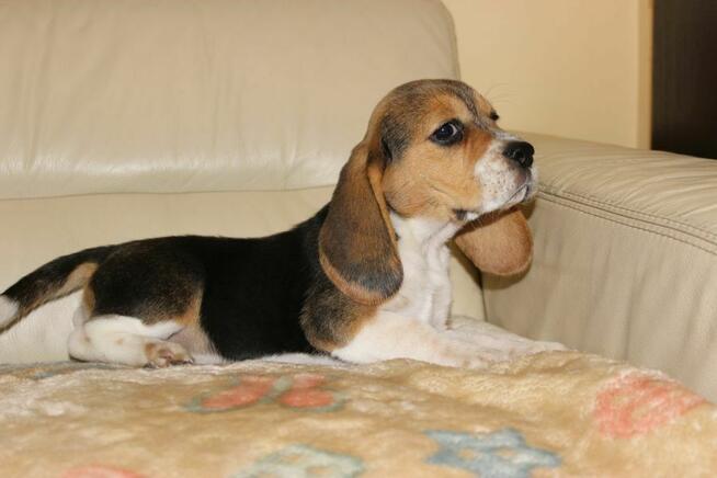 Beagle Panny do wzięcia ZKwP/FCI po Champione Polski