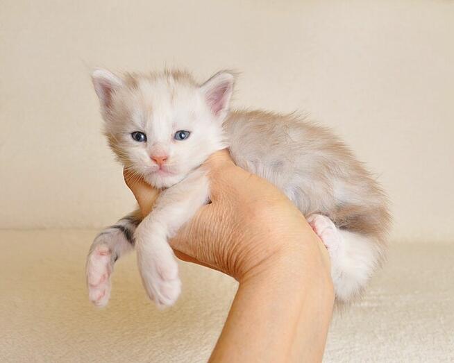 Śliczna koteczka Maine Coon - LEGALNA HODOWLA PZF/WCF