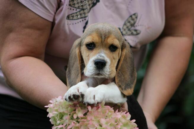 Beagle Panny do wzięcia ZKwP/FCI po Champione Polski