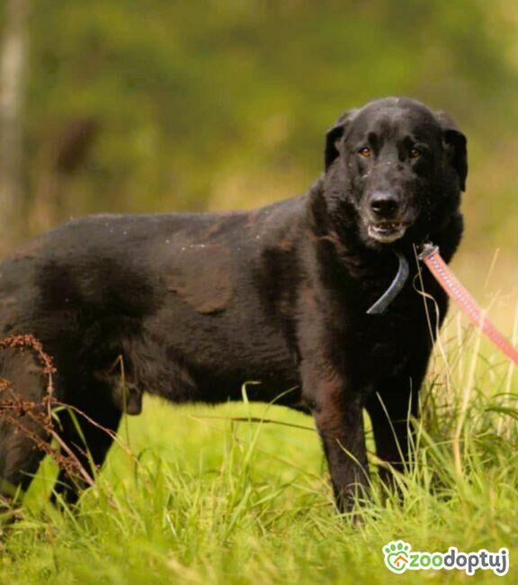 PORTER - mix labradora szuka najlepszego domu
