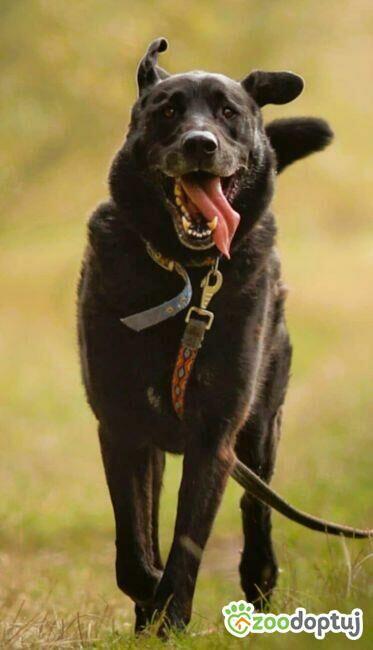 PORTER - mix labradora szuka najlepszego domu