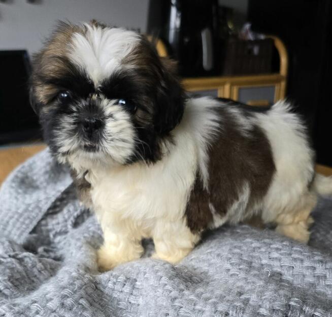 Szczeniaki Shih tzu , tri color