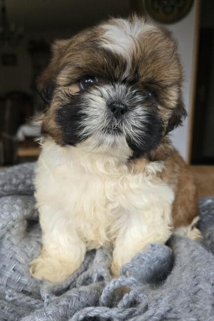 Szczeniaki Shih tzu , tri color