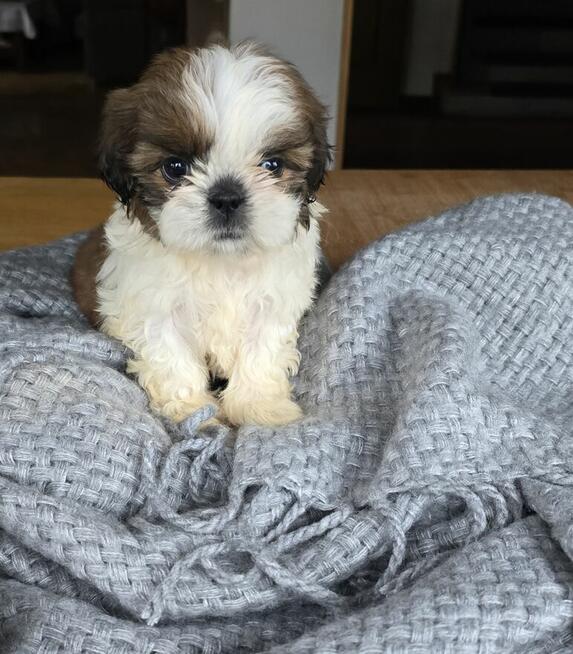 Szczeniaki Shih tzu , tri color
