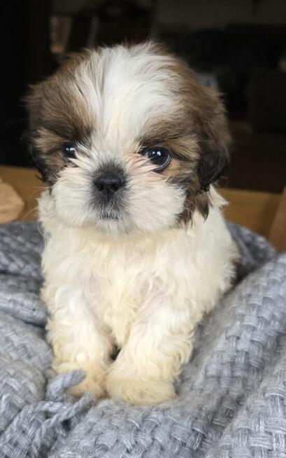 Szczeniaki Shih tzu , tri color