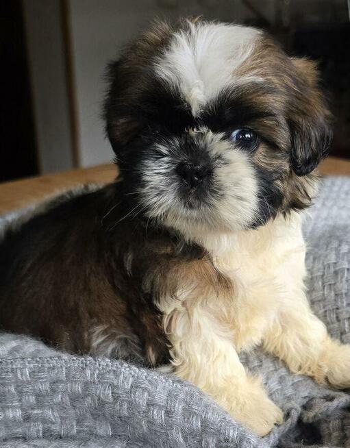 Szczeniaki Shih tzu , tri color