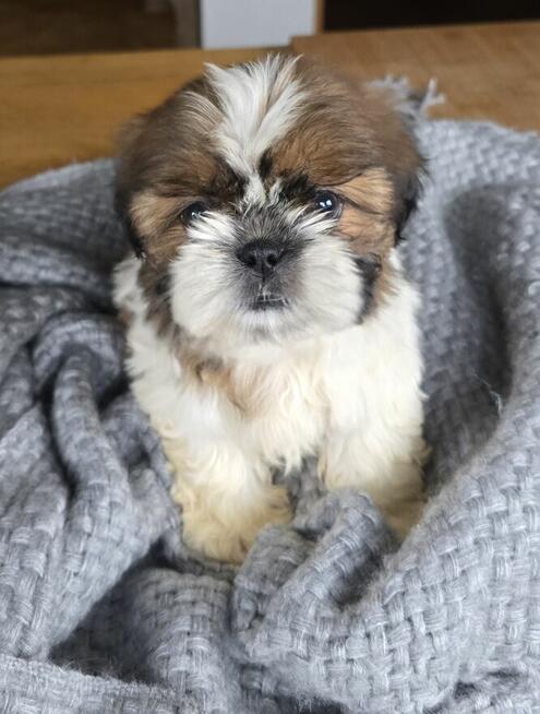 Szczeniaki Shih tzu , tri color