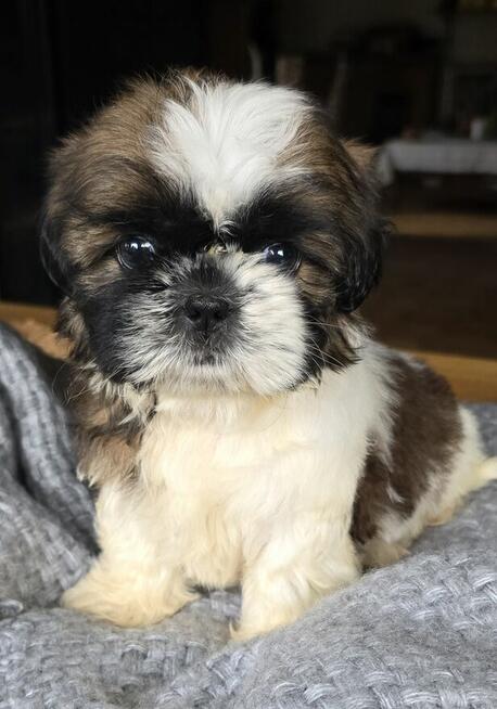 Szczeniaki Shih tzu , tri color