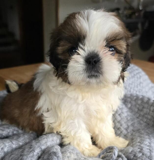 Szczeniaki Shih tzu , tri color