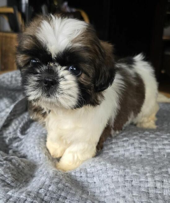 Szczeniaki Shih tzu , tri color