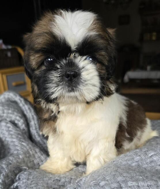 Szczeniaki Shih tzu , tri color