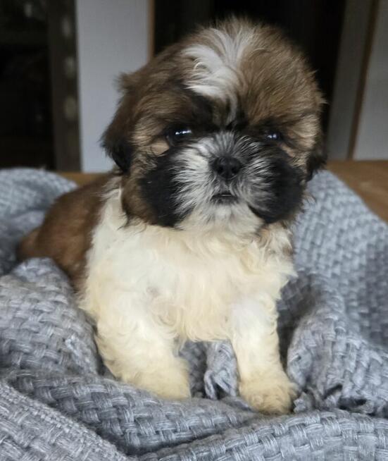 Szczeniaki Shih tzu , tri color