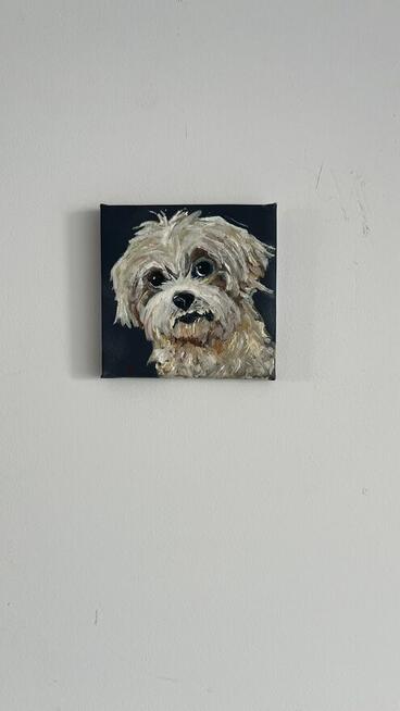 Obrazek 10x10 śliczny piesek rasy Shih tzu