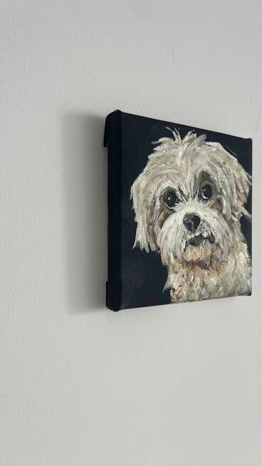 Obrazek 10x10 śliczny piesek rasy Shih tzu