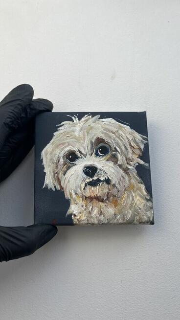 Obrazek 10x10 śliczny piesek rasy Shih tzu