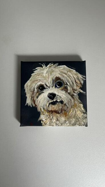 Obrazek 10x10 śliczny piesek rasy Shih tzu