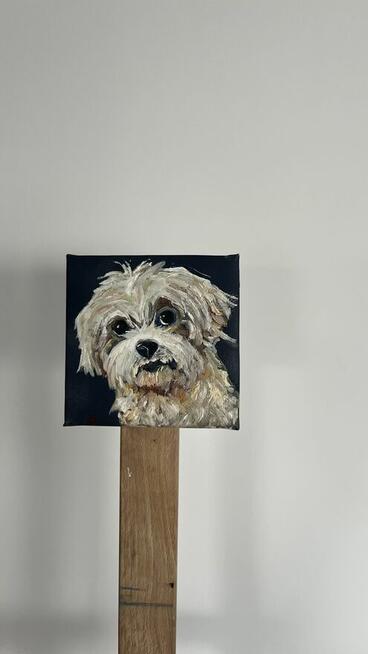 Obrazek 10x10 śliczny piesek rasy Shih tzu