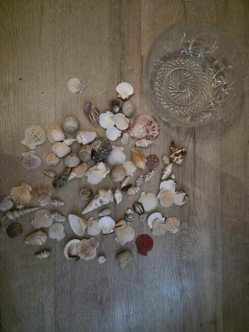 Sprzedam muszle wraz z salaterką