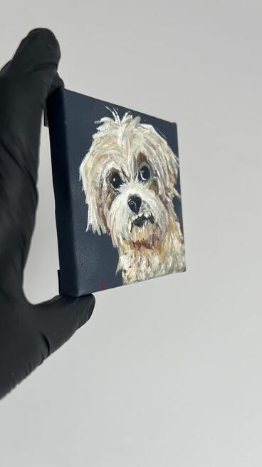 Obrazek 10x10 śliczny piesek rasy Shih tzu