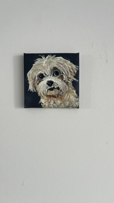 Obrazek 10x10 śliczny piesek rasy Shih tzu
