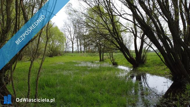 11 ha w jednym kawałku | foremna działka | 8 km od Lipna