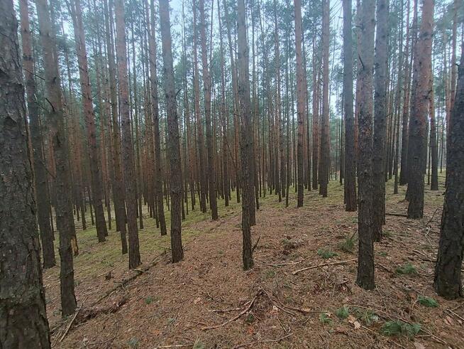 Działka leśna Gorzakiew gm. Gnojno