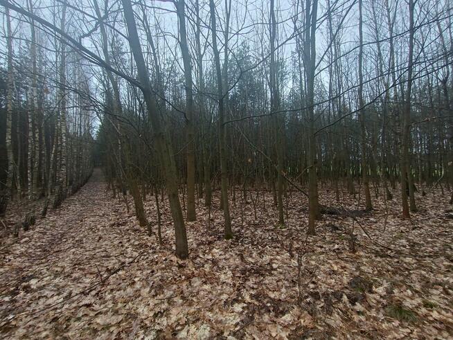 Działka leśna Gorzakiew gm. Gnojno