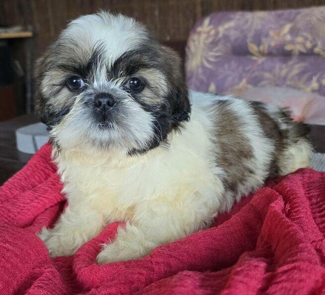 Suczka Shih tzu ,tri color
