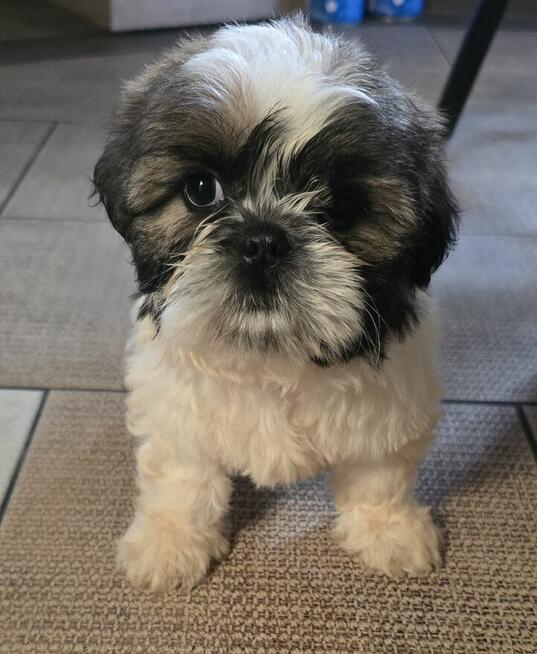 Suczka Shih tzu ,tri color
