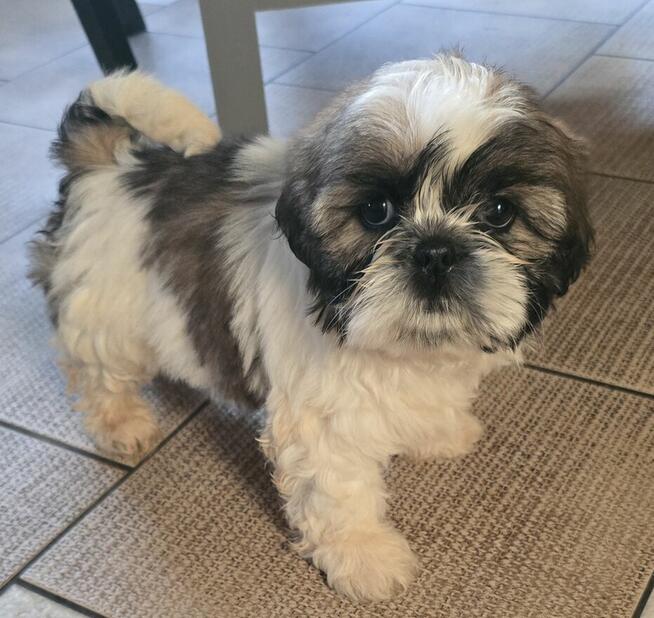 Suczka Shih tzu ,tri color