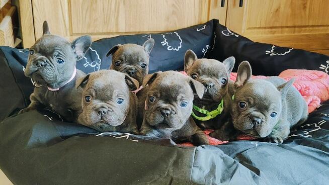 Buldog francuski BLUE niebieski szczeniak suczka pies piesek