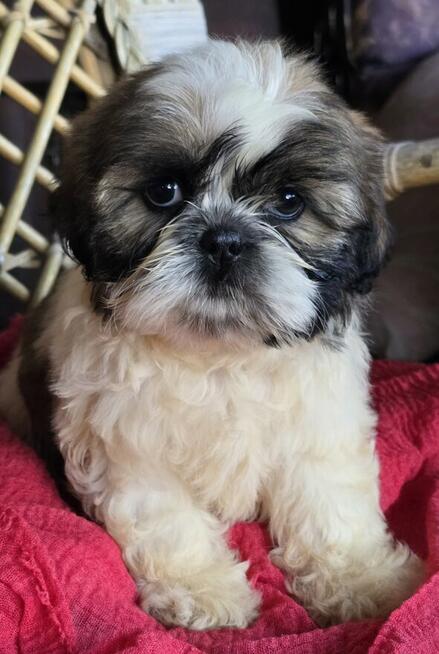 Suczka Shih tzu ,tri color
