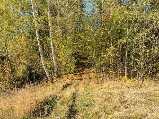 Las na sprzedaż Bukowina Tatrzańska