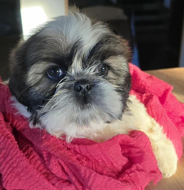 Suczka Shih tzu ,tri color